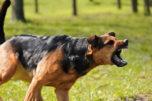 SIGNS OF AGGRESSION OF THE DOG ATTACK IN BOSTON