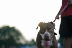 WHAT IS THE MASSACHUSETTS DOG BITE LAW